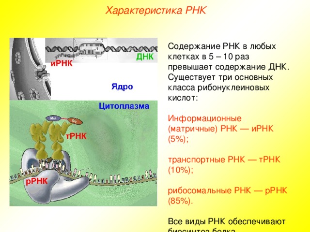 Характеристика РНК. Сравнительная характеристика т и р РНК. 40 РНК содержащих. Характеристика рибосомальной РНК содержит дисульфидные мостики.