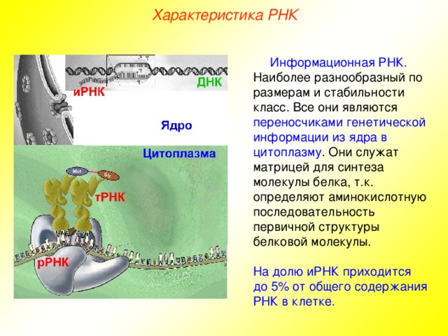 Характеристика РНК Информационная РНК.  Наиболее разнообразный по размерам и стабильности класс. Все они являются переносчиками генетической информации из ядра в цитоплазму . Они служат матрицей для синтеза молекулы белка, т.к. определяют аминокислотную последовательность первичной структуры белковой молекулы. На долю иРНК приходится до 5% от общего содержания РНК в клетке.  