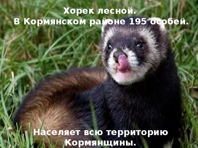 Хорек лесной.  В Кормянском районе 195 особей. Населяет всю территорию Кормянщины.