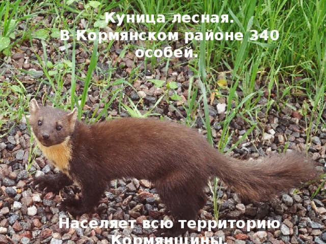 Куница лесная. В Кормянском районе 340 особей. Населяет всю территорию Кормянщины.