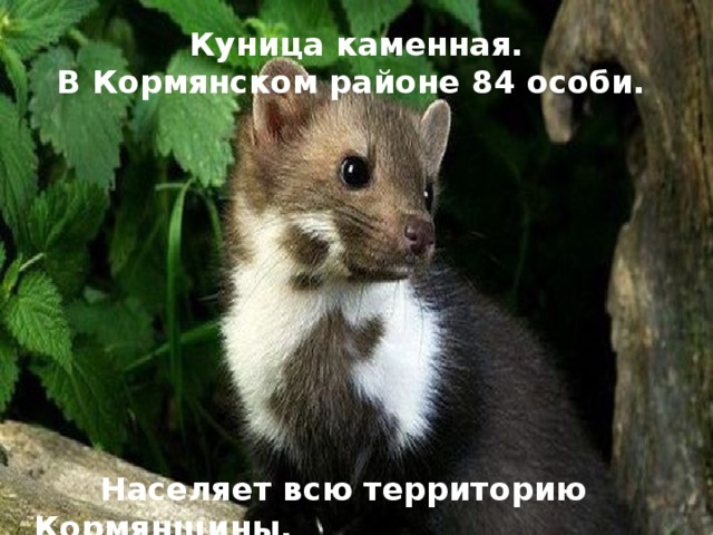 Куница каменная. В Кормянском районе 84 особи.  Населяет всю территорию Кормянщины.