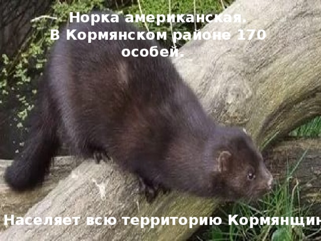 Норка американская. В Кормянском районе 170 особей. Населяет всю территорию Кормянщины.