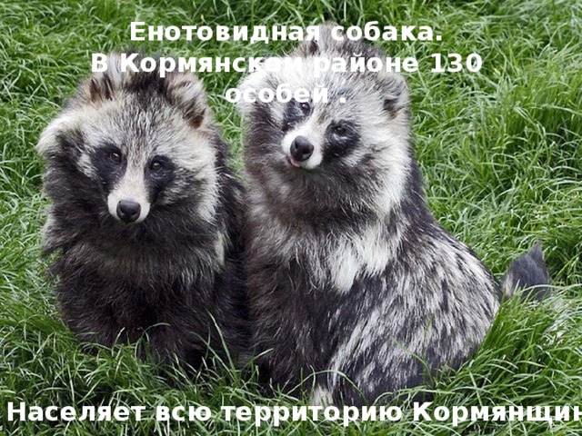 Енотовидная собака. В Кормянском районе 130 особей . Населяет всю территорию Кормянщины.