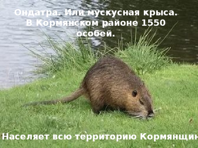Ондатра. Или мускусная крыса. В Кормянском районе 1550 особей. Населяет всю территорию Кормянщины .