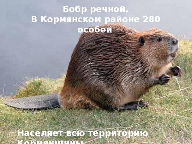 Бобр речной. В Кормянском районе 280 особей . Населяет всю территорию Кормянщины.