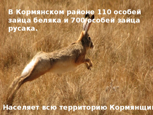 В Кормянском районе 110 особей зайца беляка и 700 особей зайца русака. . Населяет всю территорию Кормянщины.