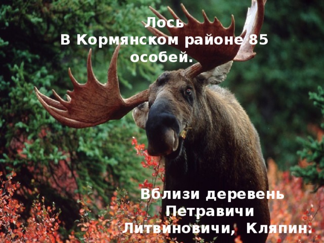 Лось В Кормянском районе 85 особей.  Вблизи деревень Петравичи  Литвиновичи, Кляпин. .