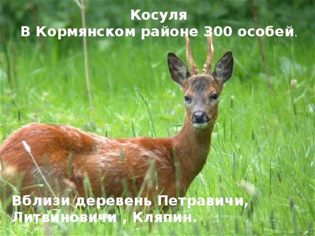Косуля В Кормянском районе 300 особей . Вблизи деревень Петравичи, Литвиновичи , Кляпин.