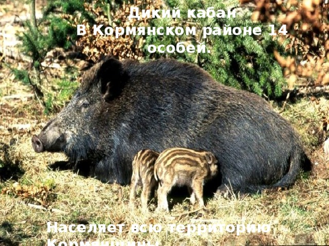 Дикий кабан В Кормянском районе 14 особей. Населяет всю территорию Кормянщины.