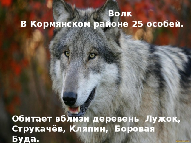Волк  В Кормянском районе 25 особей. Обитает вблизи деревень Лужок, Струкачёв, Кляпин, Боровая Буда.