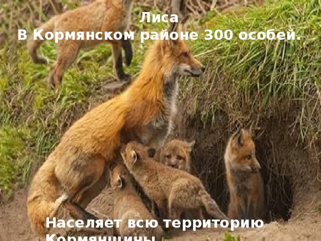 Лиса В Кормянском районе 300 особей. Населяет всю территорию Кормянщины.