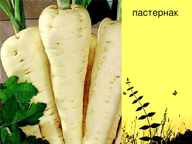 Как выглядит овощ пастернак фото