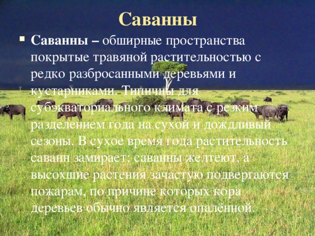 Саванны   Саванны – обширные пространства покрытые травяной растительностью с редко разбросанными деревьями и кустарниками. Типичны для субэкваториального климата с резким разделением года на сухой и дождливый сезоны. В сухое время года растительность саванн замирает; саванны желтеют, а высохшие растения зачастую подвергаются пожарам, по причине которых кора деревьев обычно является опалённой. 