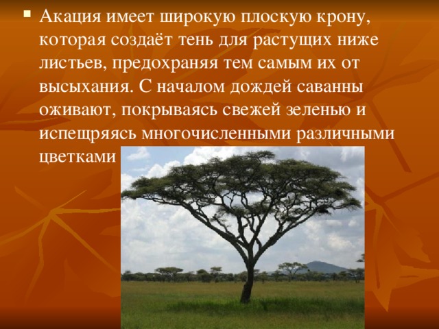 Акация имеет широкую плоскую крону, которая создаёт тень для растущих ниже листьев, предохраняя тем самым их от высыхания. С началом дождей саванны оживают, покрываясь свежей зеленью и испещряясь многочисленными различными цветками 