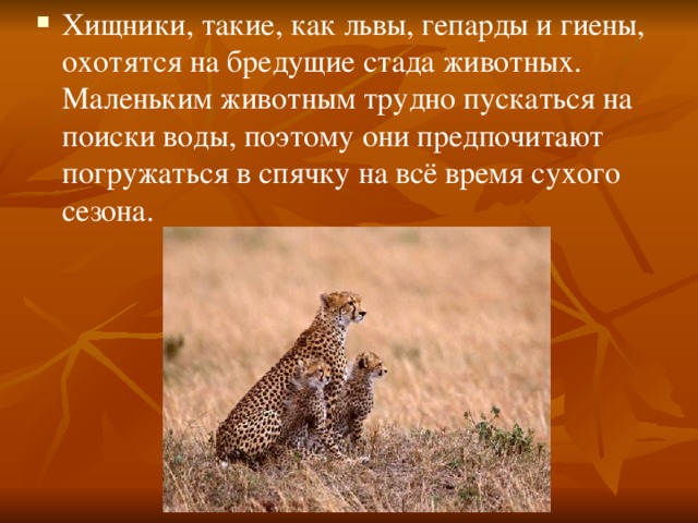 Хищники, такие, как львы, гепарды и гиены, охотятся на бредущие стада животных. Маленьким животным трудно пускаться на поиски воды, поэтому они предпочитают погружаться в спячку на всё время сухого сезона. 
