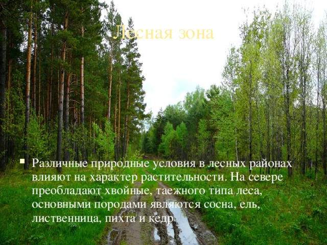 Лесная зона Различные природные условия в лесных районах влияют на характер растительности. На севере преобладают хвойные, таежного типа леса, основными породами являются сосна, ель, лиственница, пихта и кедр 