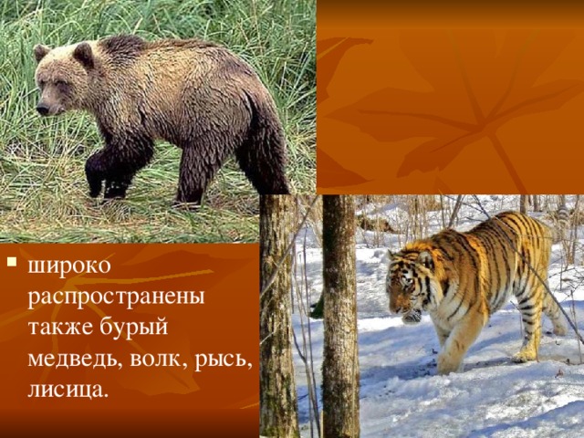 широко распространены также бурый медведь, волк, рысь, лисица. 