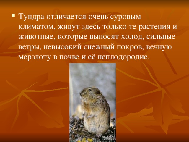 Тундра отличается очень суровым климатом, живут здесь только те растения и животные, которые выносят холод, сильные ветры, невысокий снежный покров, вечную мерзлоту в почве и её неплодородие. 