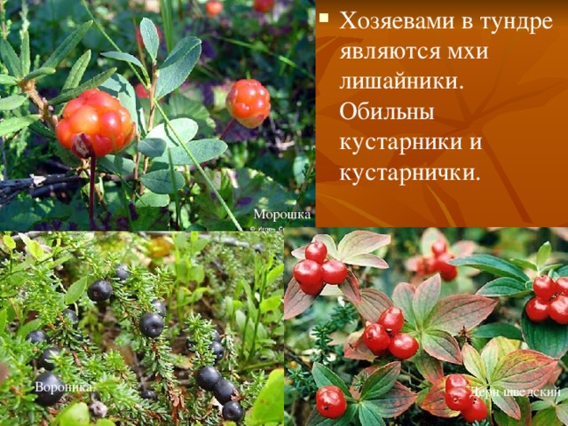 Хозяевами в тундре являются мхи лишайники. Обильны кустарники и кустарнички. Морошка Вороника. Дерн шведский 
