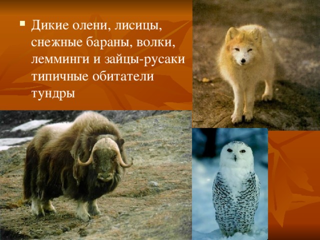 Дикие олени, лисицы, снежные бараны, волки, лемминги и зайцы-русаки типичные обитатели тундры 