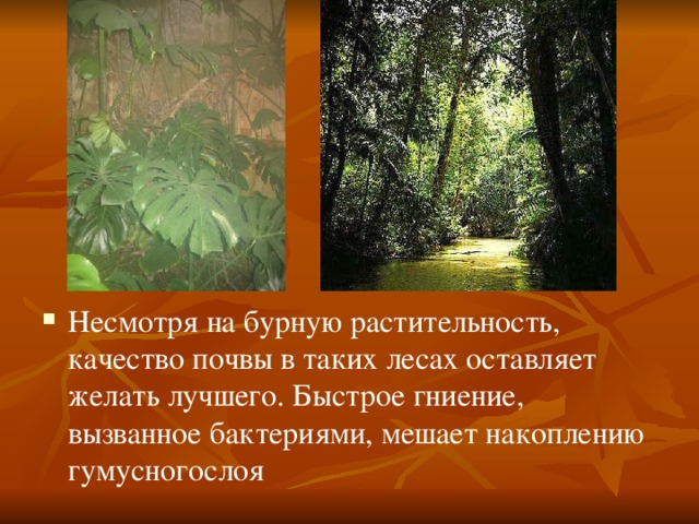 Несмотря на бурную растительность, качество почвы в таких лесах оставляет желать лучшего. Быстрое гниение, вызванное бактериями, мешает накоплению гумусногослоя 