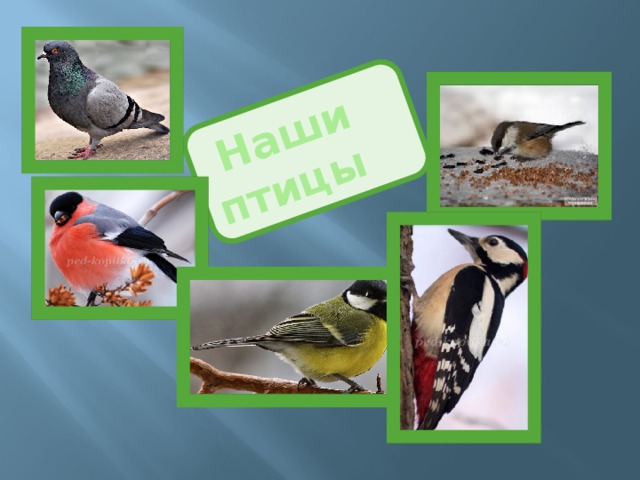  Наши  птицы  