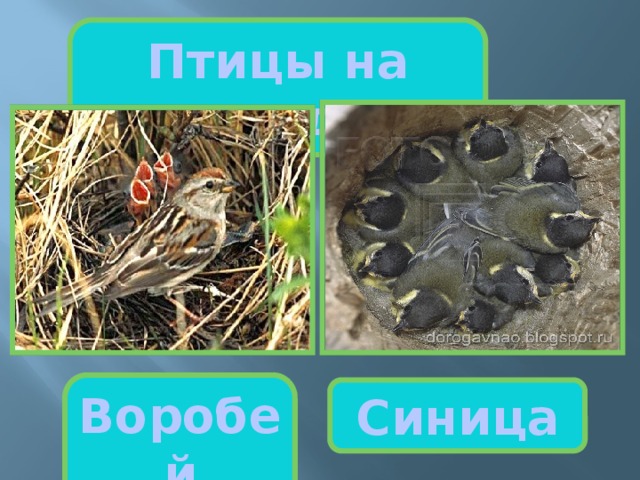 Птицы на гнезде Воробей Синица 