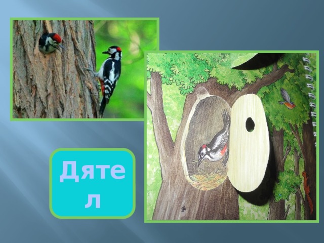Дятел 