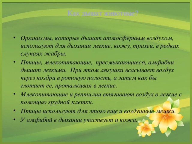 Как дышат животные?