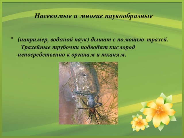 Насекомые и многие паукообразные