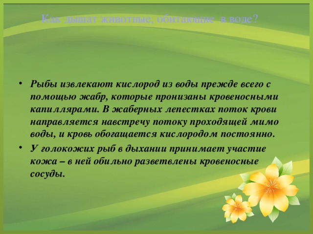 Как дышат животные, обитающие в воде?