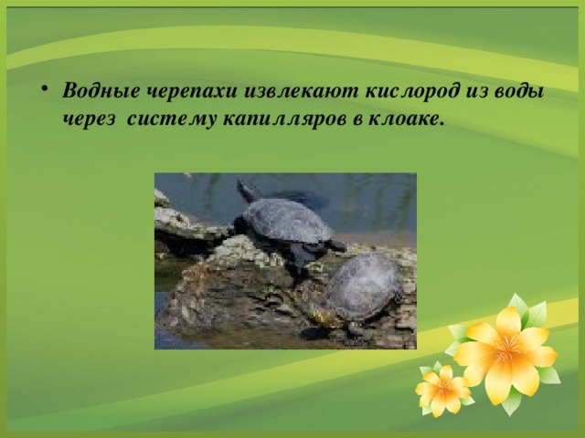 Водные черепахи извлекают кислород из воды через систему капилляров в клоаке.