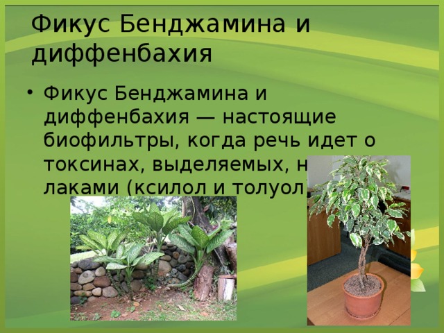 Фикус Бенджамина и диффенбахия