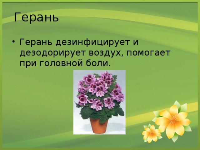 Герань