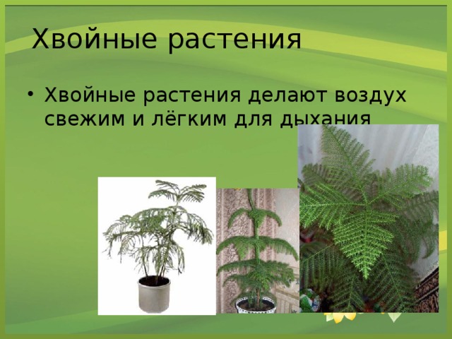 Хвойные растения