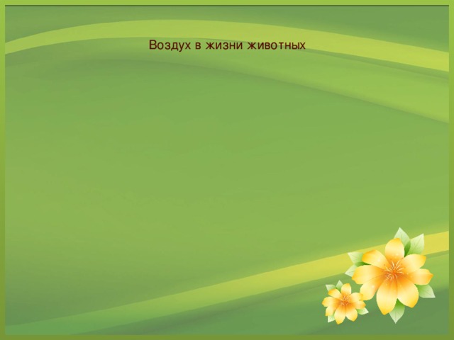 Воздух в жизни животных