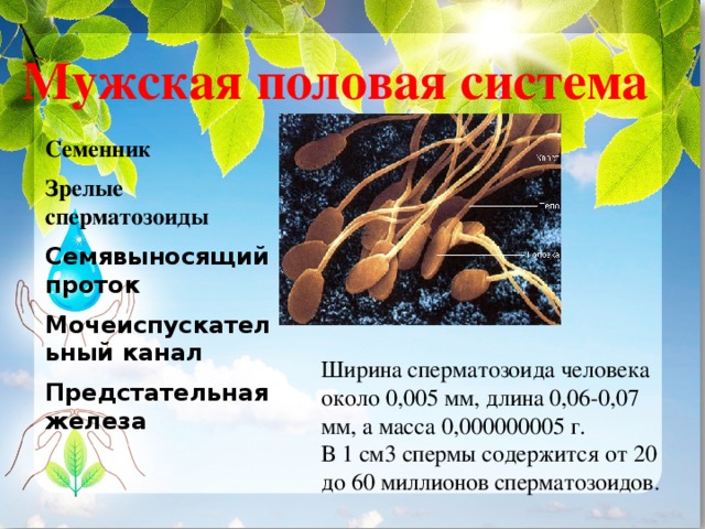 Мужская половая система Семенник Зрелые сперматозоиды Семявыносящий проток Мочеиспускательный канал Предстательная железа  Ширина сперматозоида человека около 0,005 мм, длина 0,06-0,07 мм, а масса 0,000000005 г. В 1 см3 спермы содержится от 20 до 60 миллионов сперматозоидов. 
