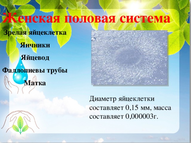 Женская половая система Зрелая яйцеклетка Яичники Яйцевод Фаллопиевы трубы Матка  Диаметр яйцеклетки составляет 0,15 мм, масса составляет 0,000003г. 