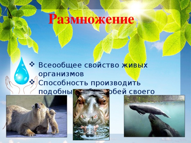 Размножение Всеообщее свойство живых организмов Способность производить подобных себе особей своего вида 