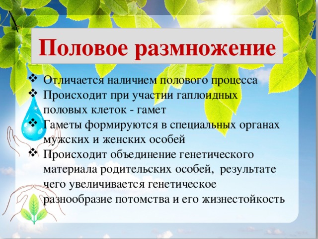 Половое размножение Отличается наличием полового процесса Происходит при участии гаплоидных половых клеток - гамет Гаметы формируются в специальных органах мужских и женских особей Происходит объединение генетического материала родительских особей, результате чего увеличивается генетическое разнообразие потомства и его жизнестойкость 