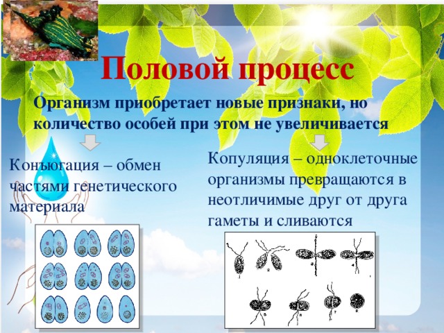 Половой процесс Организм приобретает новые признаки, но количество особей при этом не увеличивается Копуляция – одноклеточные организмы превращаются в неотличимые друг от друга гаметы и сливаются Конъюгация – обмен частями генетического материала 