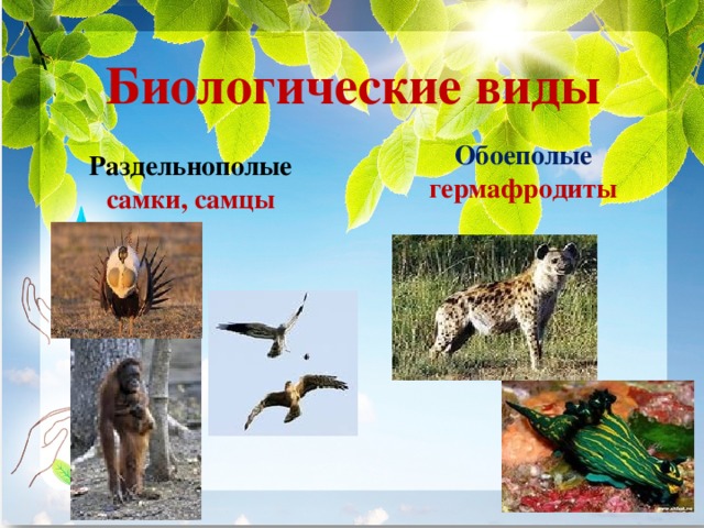 Биологические виды Обоеполые гермафродиты Раздельнополые самки, самцы 