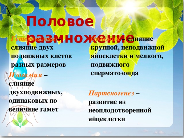 Половое размножение Гетерогамия – слияние двух подвижных клеток разных размеров Оогамия – слияние крупной, неподвижной яйцеклетки и мелкого, подвижного сперматозоида    Партеногенез – развитие из неоплодотворенной яйцеклетки Изогамия – слияние двухподвижных, одинаковых по величине гамет 