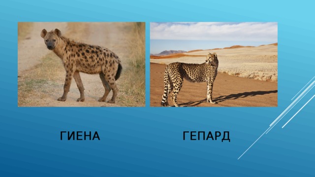 Гиена гепард 