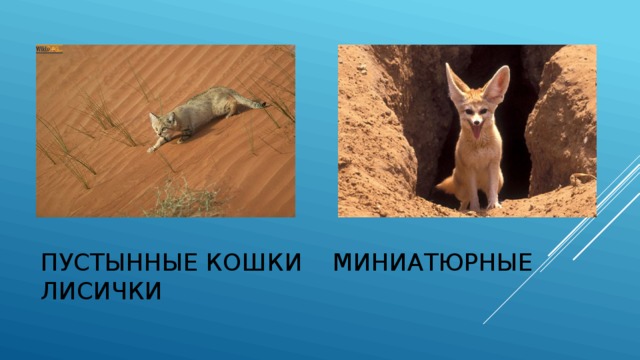 Пустынные кошки миниатюрные лисички 