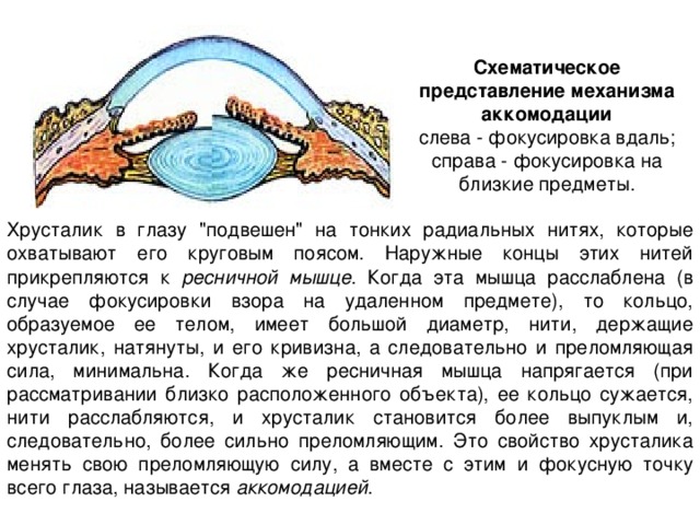 Презентация про зрительный анализатор