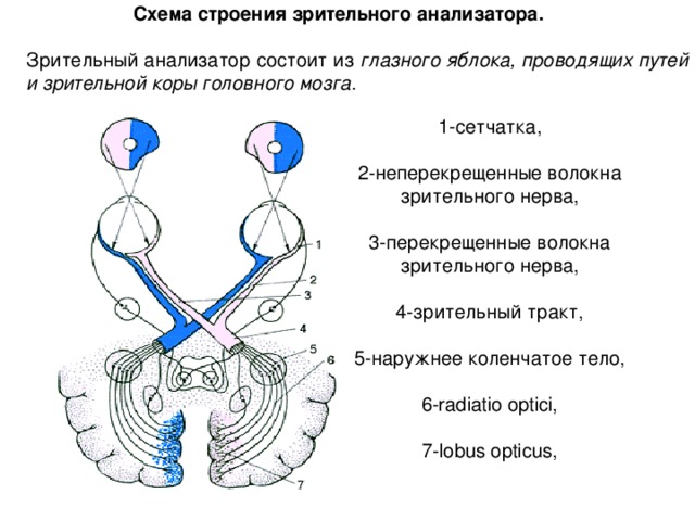 Презентация на тему зрительный анализатор