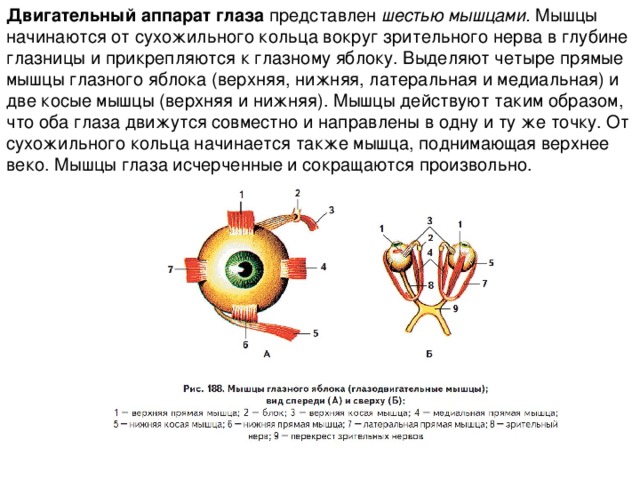Глазодвигательные мышцы рисунок с подписями