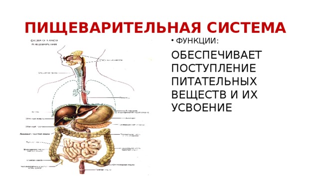 Биология 8 класс пищеварение презентация 8 класс