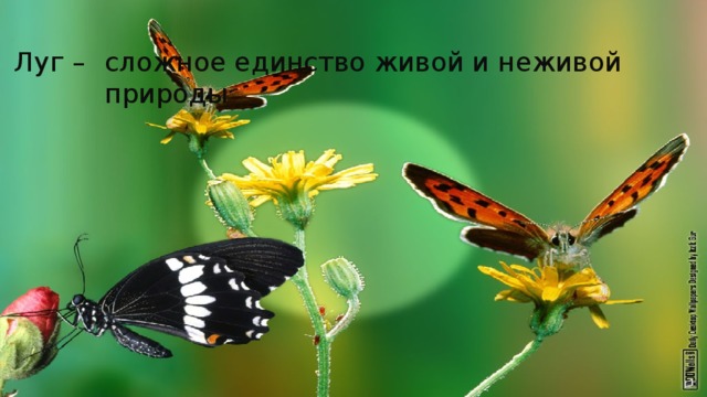 Вывод: Луг – сложное единство живой и неживой природы